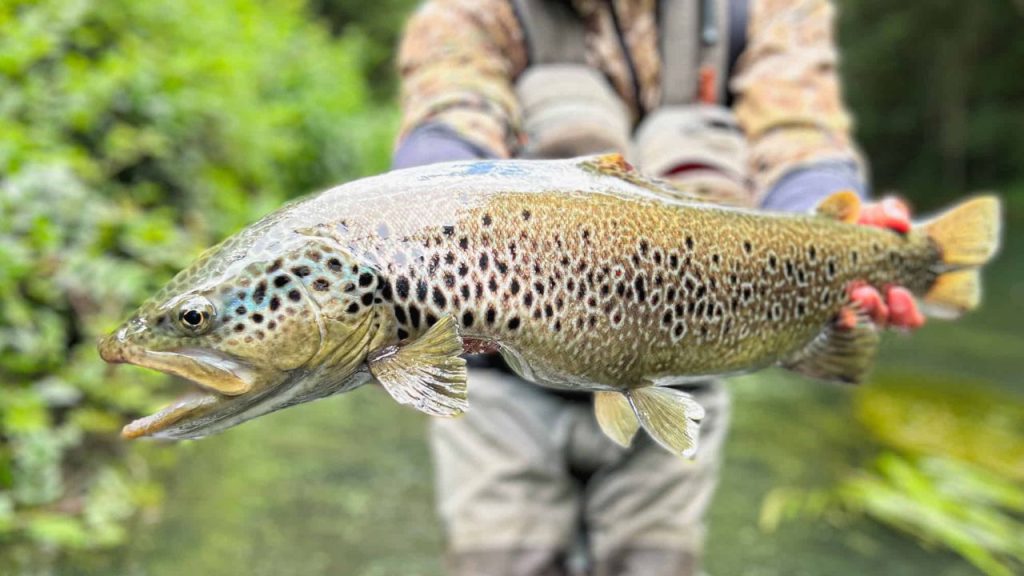 Fly Fishing Cantabrian Range