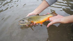 Fly fishing in Spain - Completed Guide