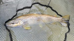 Fly fishing in Spain - Completed Guide