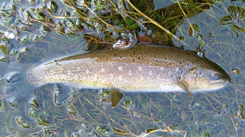 Fly Fishing Cantabrian Mountain Range Tour