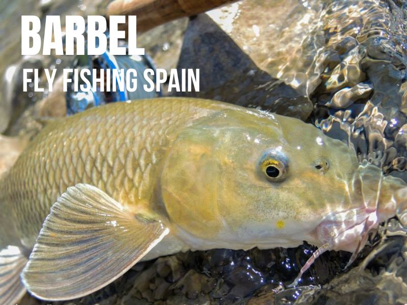 Fly fishing in Spain - Completed Guide