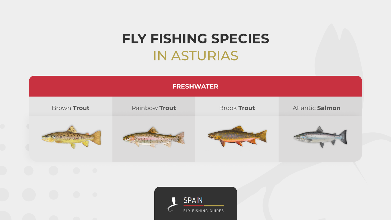 Fly fishing in Spain - Completed Guide