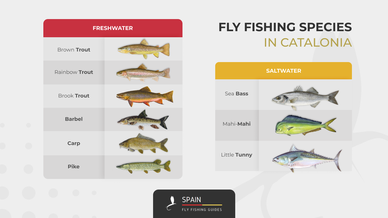 Fly fishing in Spain - Completed Guide