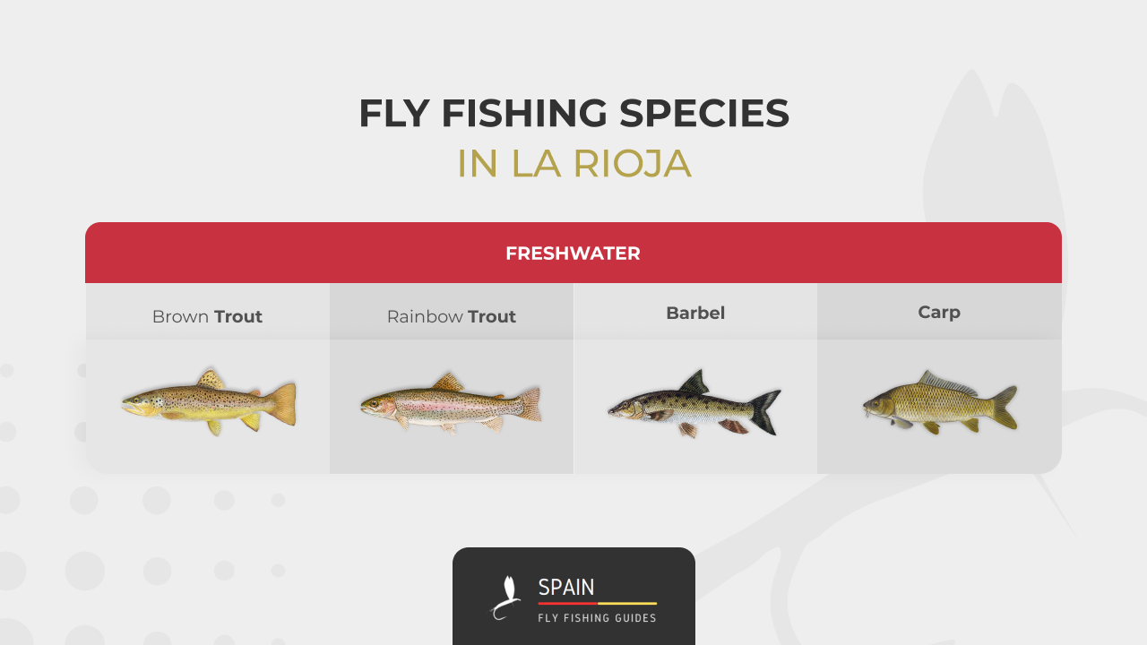 Fly fishing in Spain - Completed Guide