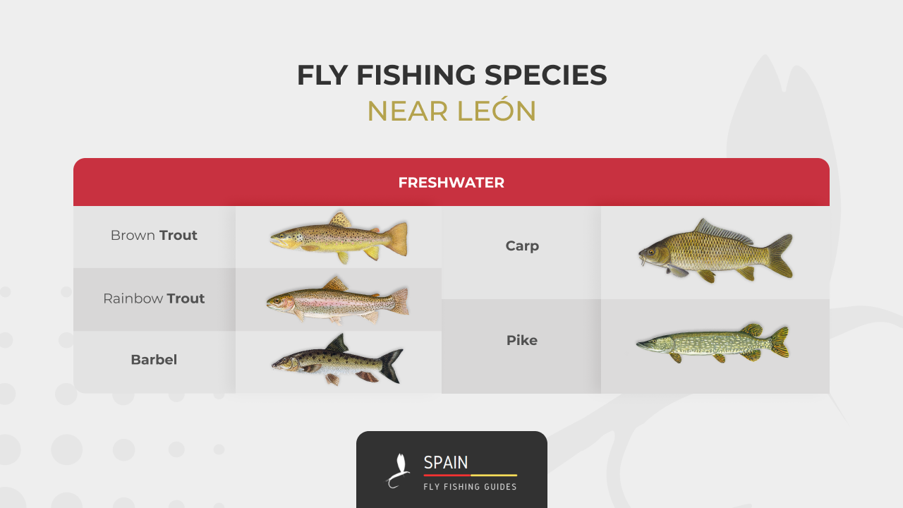 Fly fishing in Spain - Completed Guide