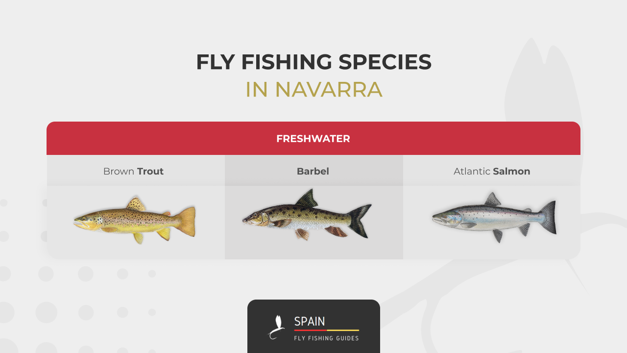Fly fishing in Spain - Completed Guide