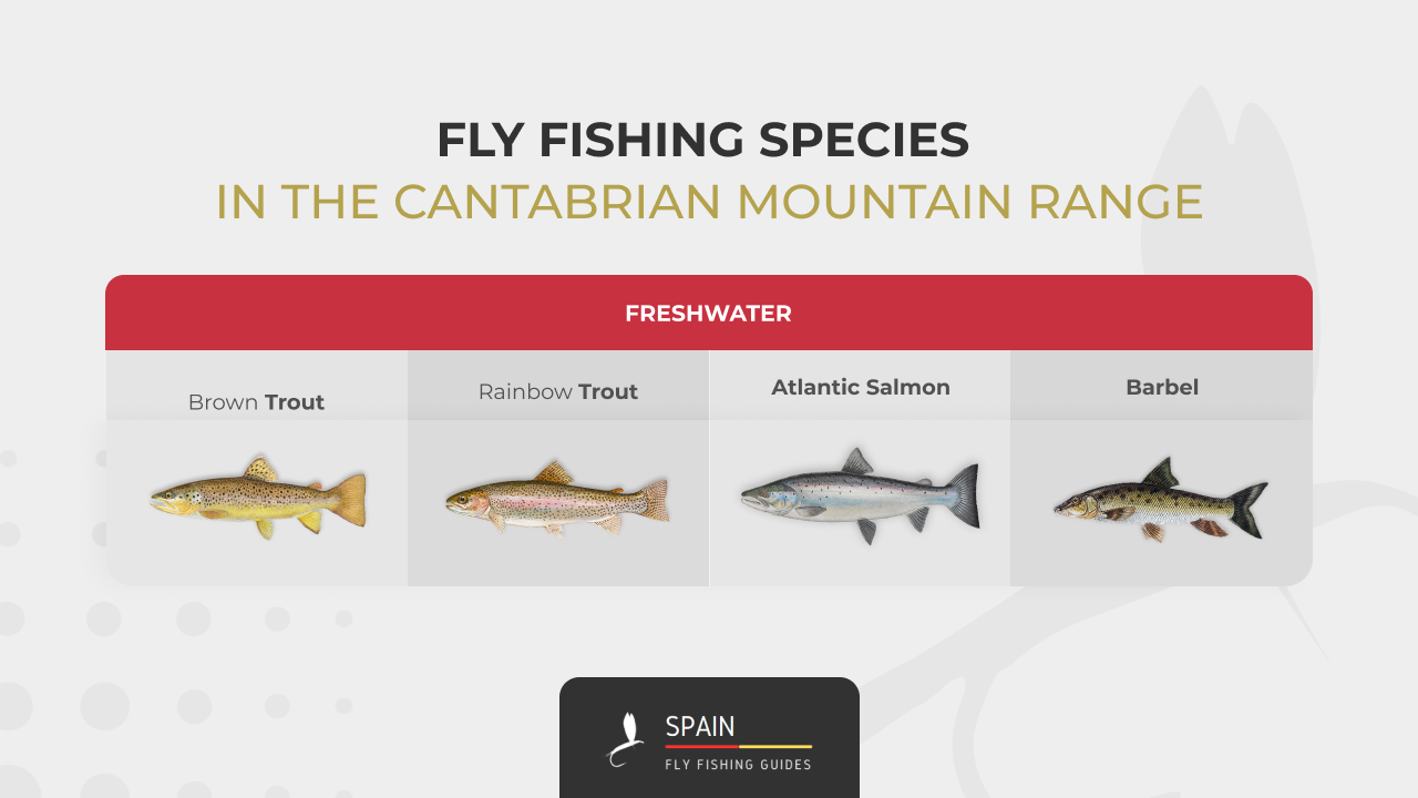 Fly Fishing species in the Cantabrian Range