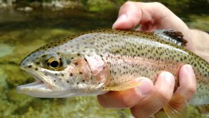 7 Best Fly Fishinig Rivers near Barcelona