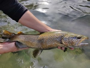 Best Fly Fishing Rivers in Basque Best Fly Fishing Rivers in Basque Country Country
