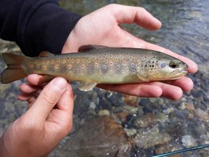 4 Best Fly Fishing Rivers in the Central System