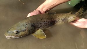 10 Best Fly Fishing Rivers in the Pyrenees