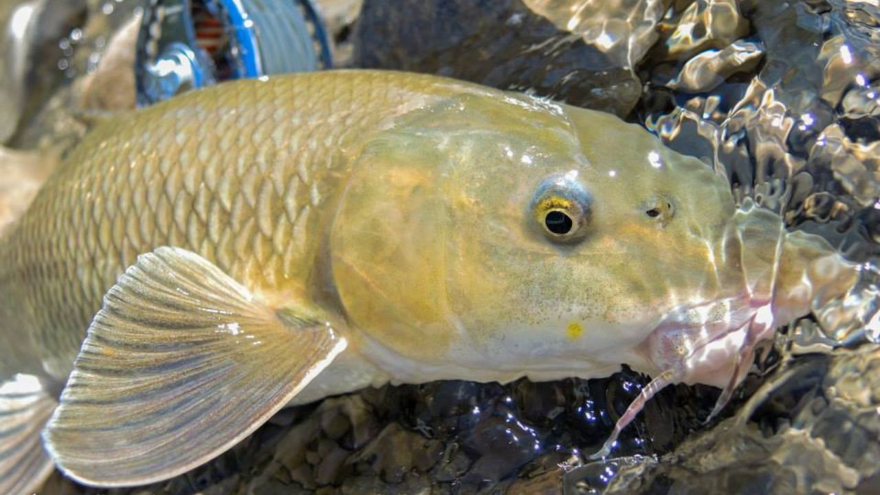 Fly fishing in Spain - Completed Guide