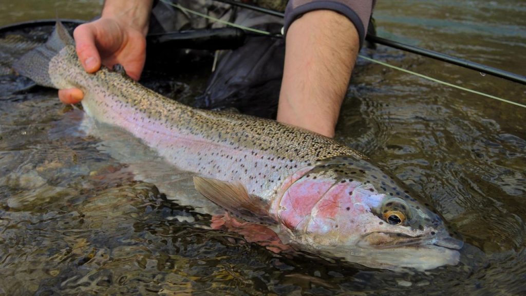 Fly fishing in Spain - Completed Guide